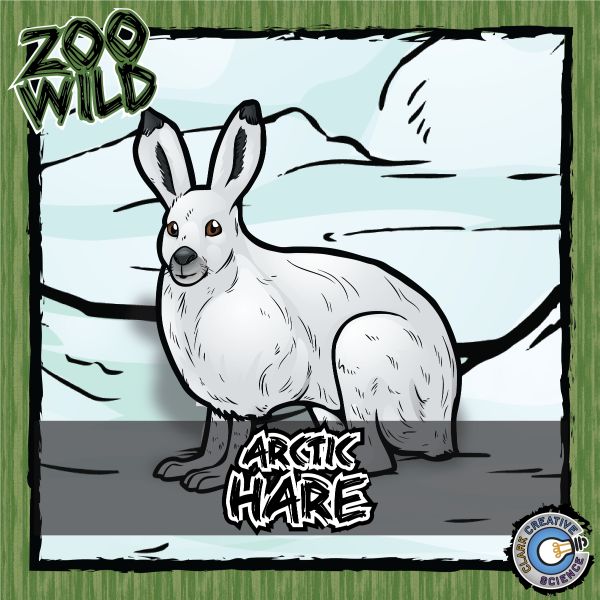 Arctic Hare – Zoo Wild_Cover