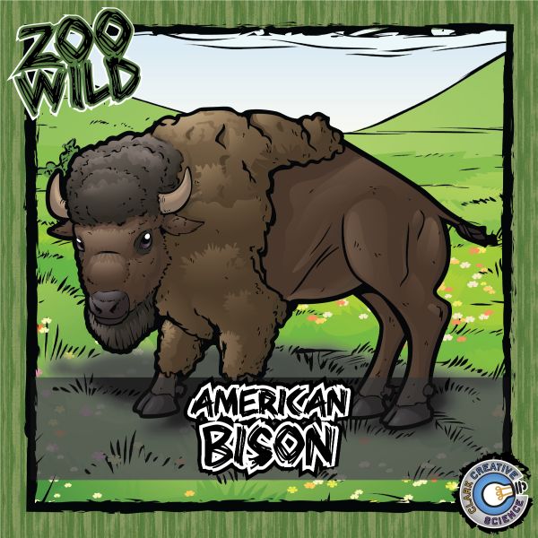 American Bison – Zoo Wild_Cover