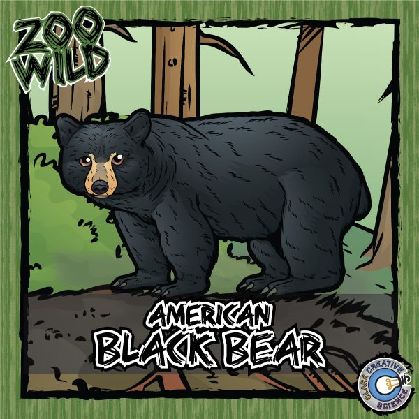 American Black Bear – Zoo Wild_Cover