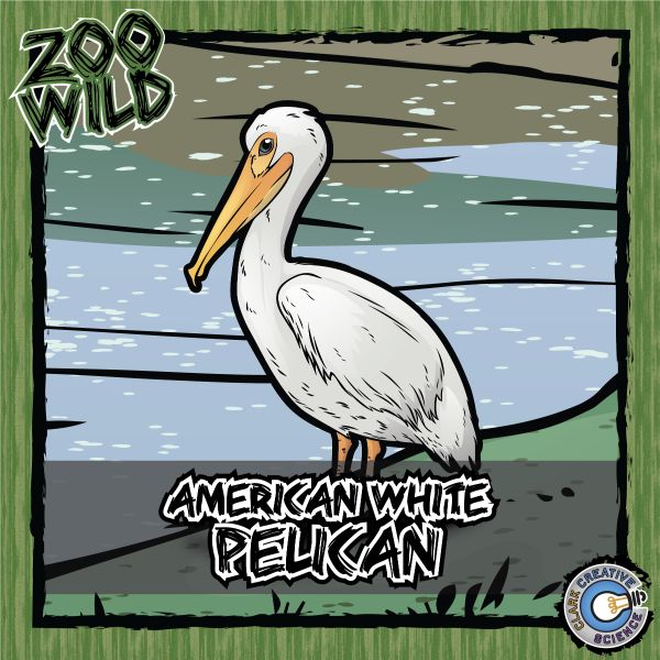 American White Pelican – Zoo Wild_Cover