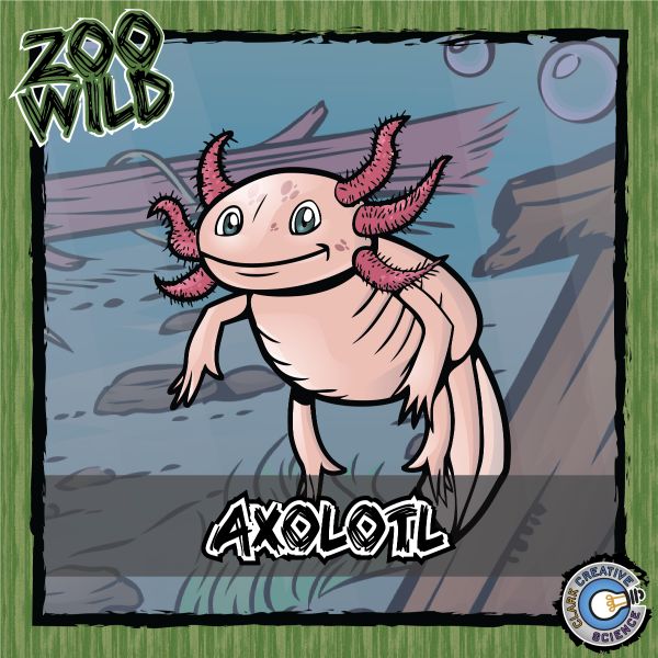 Axolotl – Zoo Wild_Cover