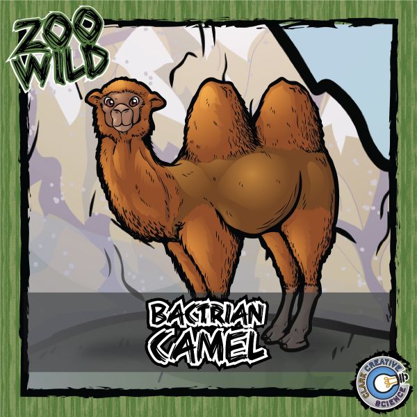 Bactrian Camel – Zoo Wild_Cover