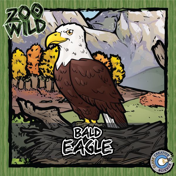 Bald Eagle – Zoo Wild_Cover
