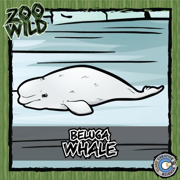 Beluga Whale – Zoo Wild_Cover