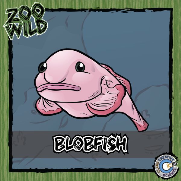 Blobfish – Zoo Wild_Cover