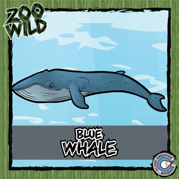 Blue Whale – Zoo Wild_Cover