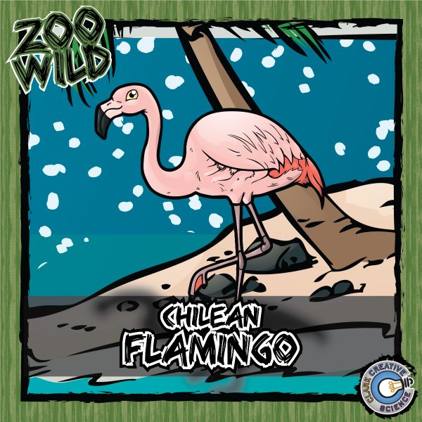 Chilean Flamingo – Zoo Wild_Cover