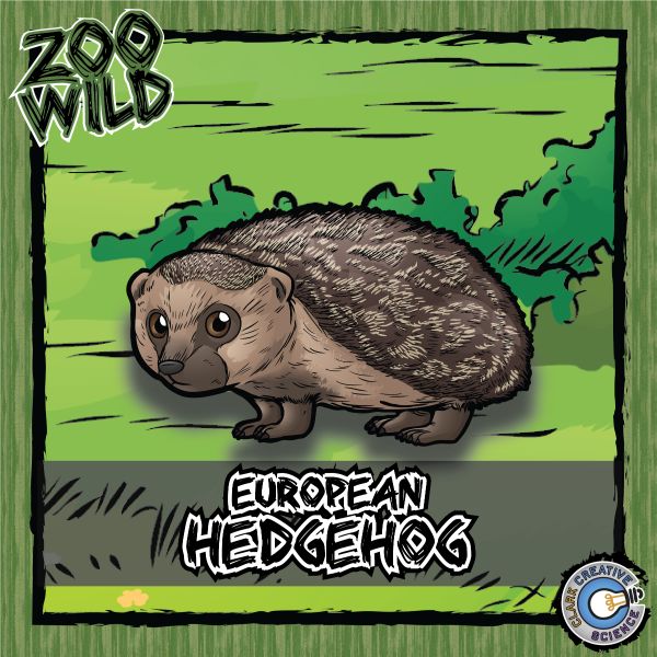 European Hedgehog – Zoo Wild_Cover