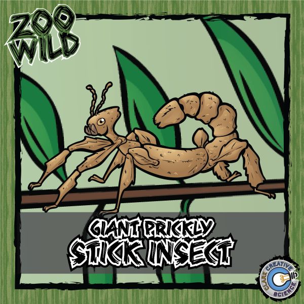 Giant Prickly Stick Insect – Zoo Wild_Cover