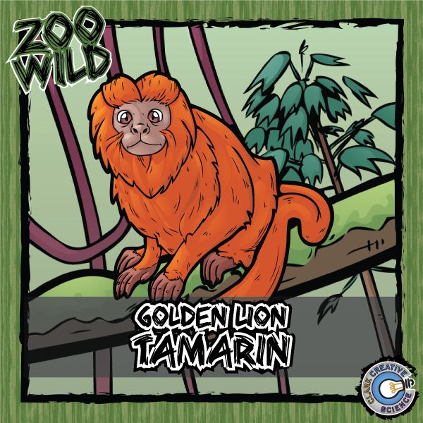 Golden Lion Tamarin – Zoo Wild_Cover