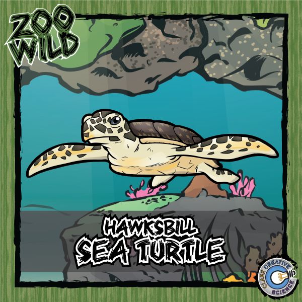 Hawksbill Sea Turtle – Zoo Wild_Cover