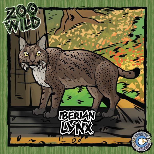 Iberian Lynx – Zoo Wild_Cover