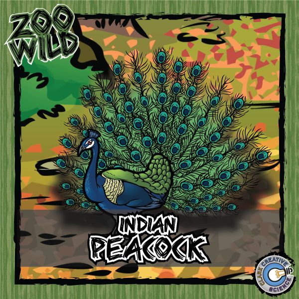 Indian Peacock – Zoo Wild_Cover