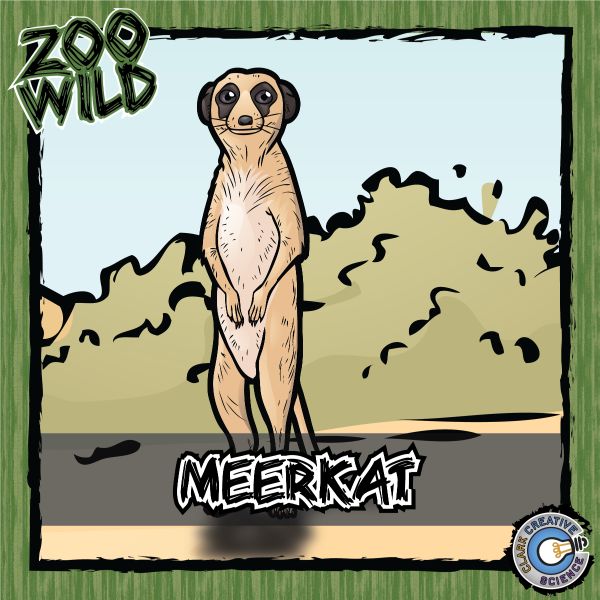 Meerkat – Zoo Wild_Cover