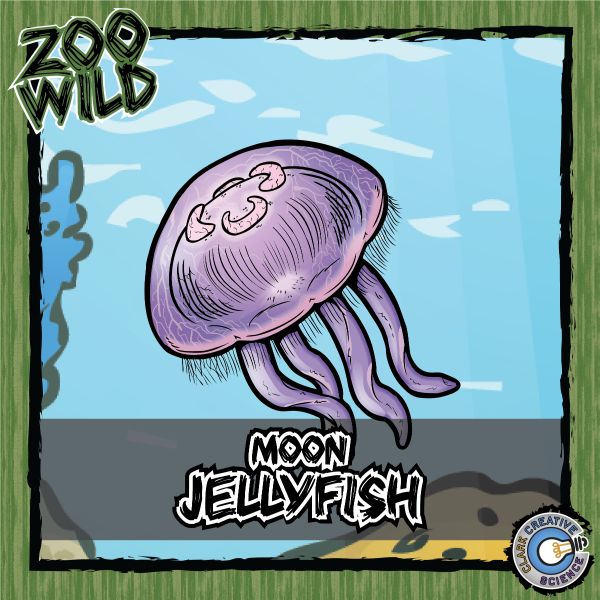 Moon Jellyfish – Zoo Wild_Cover