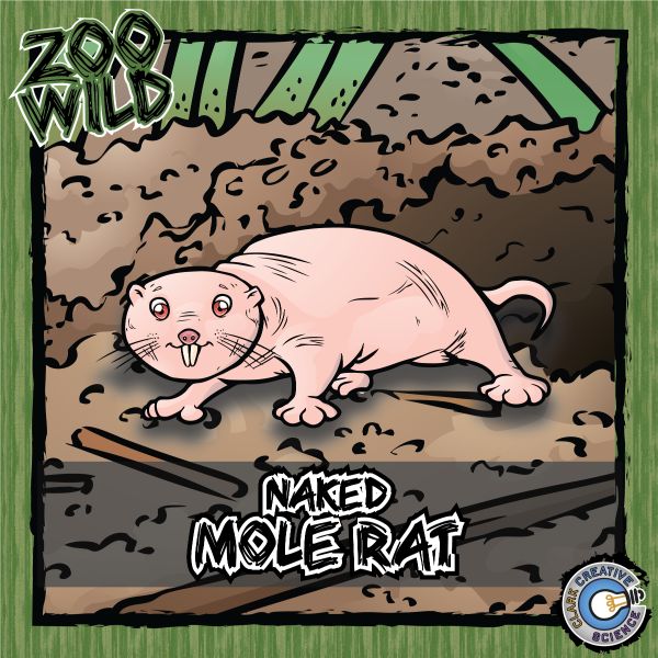 Naked Mole Rat – Zoo Wild_Cover