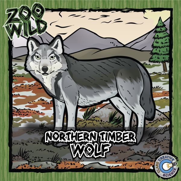 Northern Timber Wolf – Zoo Wild_Cover