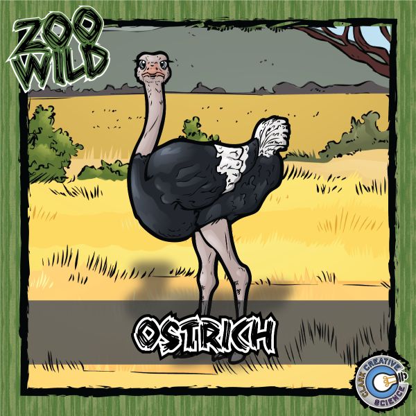 Ostrich – Zoo Wild_Cover
