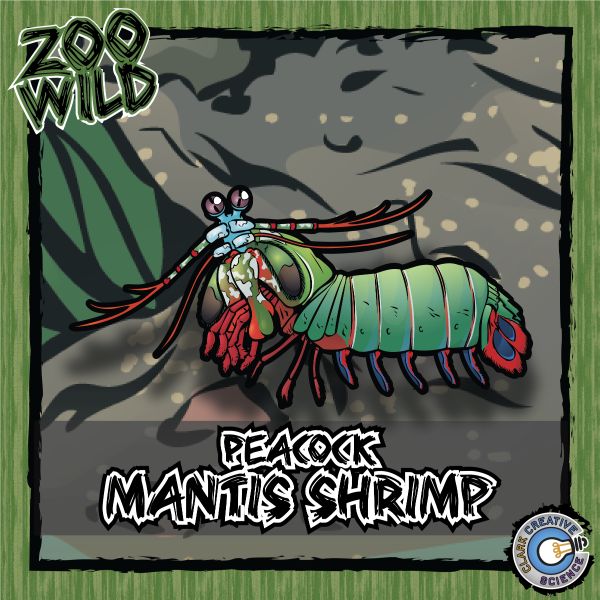 Peacock Mantis Shrimp – Zoo Wild_Cover