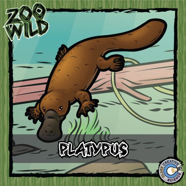 Platypus – Zoo Wild_Cover