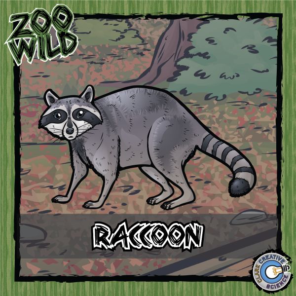 Raccoon – Zoo Wild_Cover