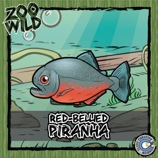 Red-Bellied Piranha – Zoo Wild_Cover