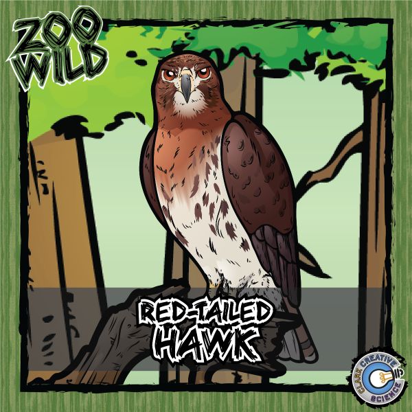 Red-Tailed Hawk – Zoo Wild_Cover