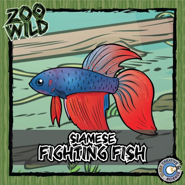 Siamese Fighting Fish – Zoo Wild_Cover