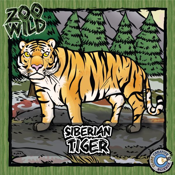 Siberian Tiger – Zoo Wild_Cover