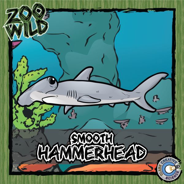 Smooth Hammerhead – Zoo Wild_Cover
