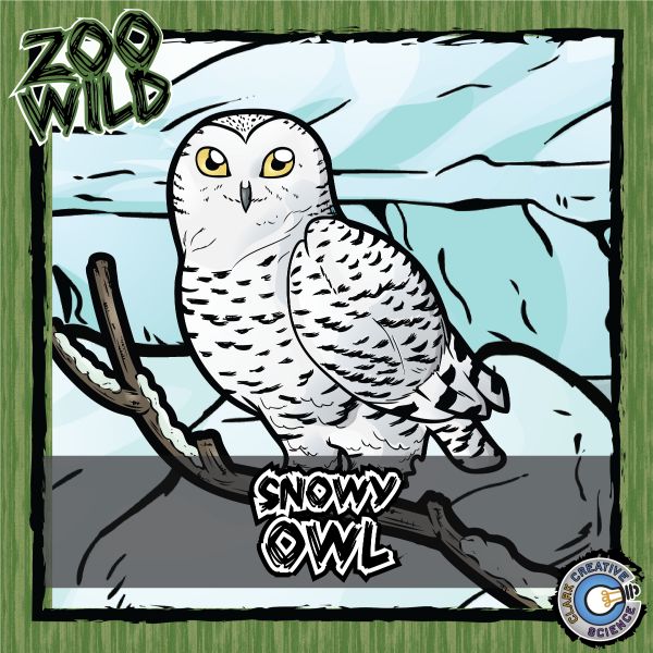Snowy Owl – Zoo Wild_Cover