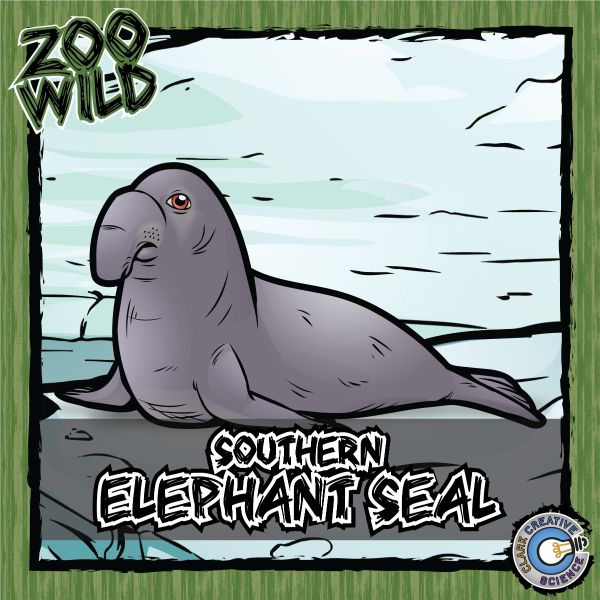 Southern Elephant Seal – Zoo Wild_Cover