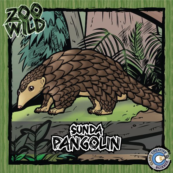 Sunda Pangolin – Zoo Wild_Cover